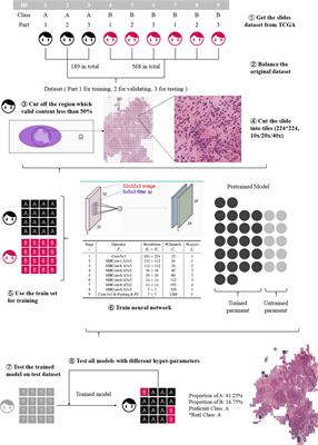 High-Accuracy Oral Squamous Cell Carcinoma Auxiliary Diagnosis System Based on EfficientNet